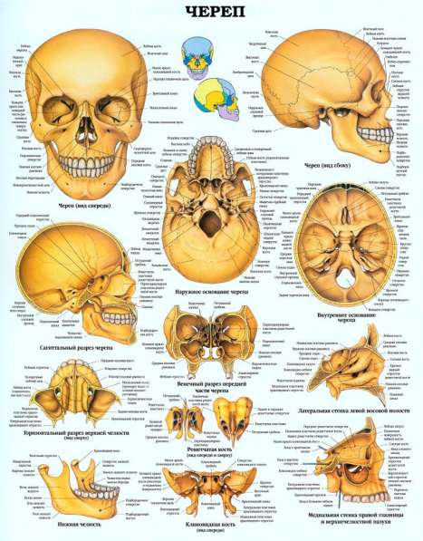 Анатомия. Учебные плакаты (комплект 40 плакатов) в фото 3
