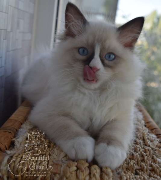 Котёнок рэгдолл в Санкт-Петербурге фото 16