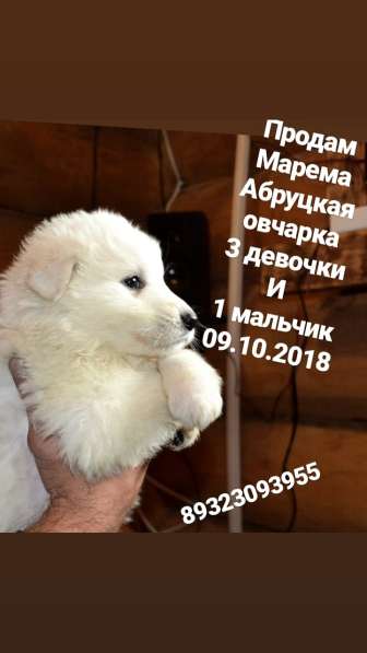 Маремма абруцкая овчарка в Челябинске фото 11