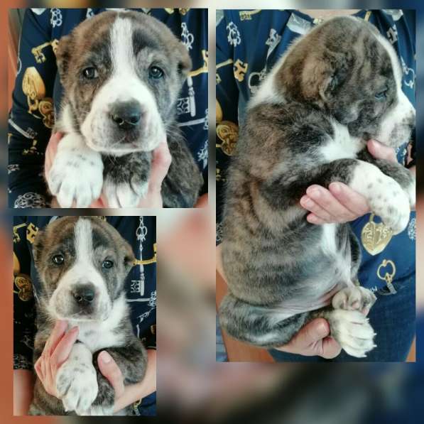 Продам щенков САО в Санкт-Петербурге фото 3