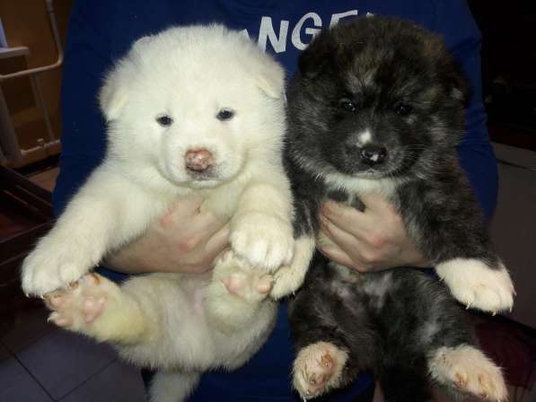 Щенки акита ину