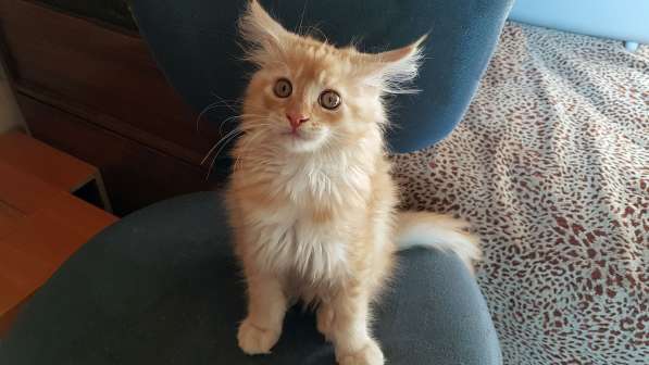 Продаётся красная девочка мейн-кун в Санкт-Петербурге фото 49