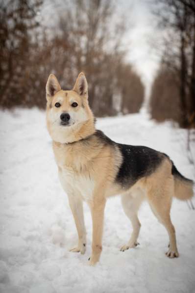 Лайка из приюта в дар в Москве фото 12