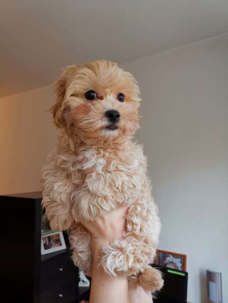 Мальтипу f1 в Москве фото 5