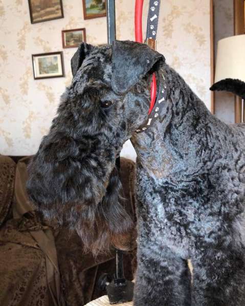 Щенки керри блю терьера в Москве фото 7