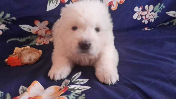 Щенки Мареммо-Абруцкая Овчарка в Краснодаре фото 24