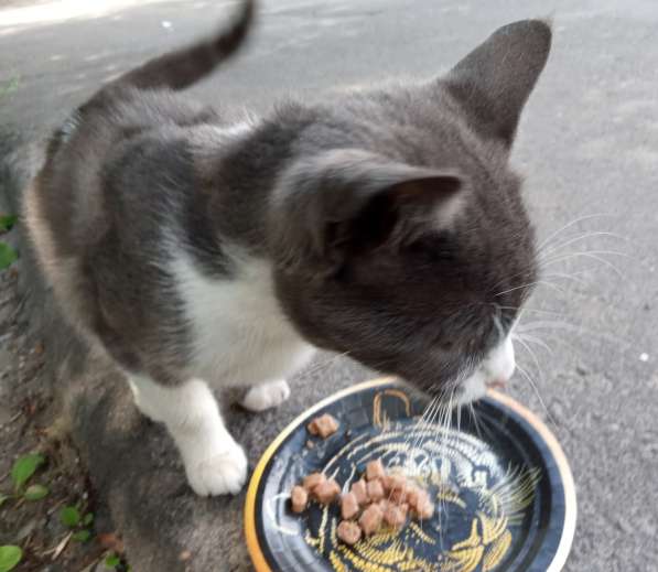 Шестимесячный котик на улице