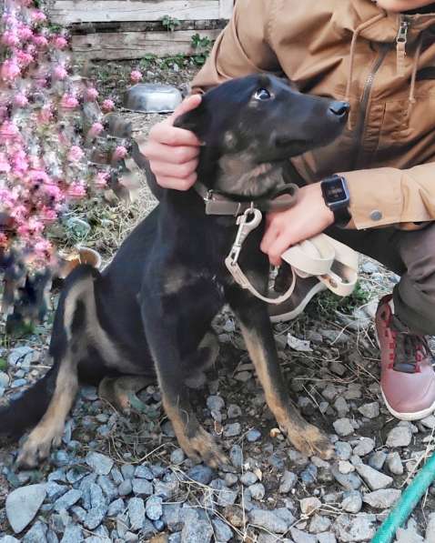 Самая лучшая собака Герда ищет дом в Хабаровске фото 3