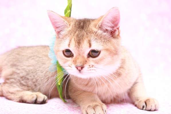 Кошки лучше любых aнтидепресaнтов в Долгопрудном фото 10