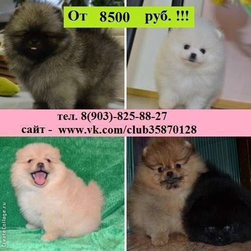 Померанцы красавчики