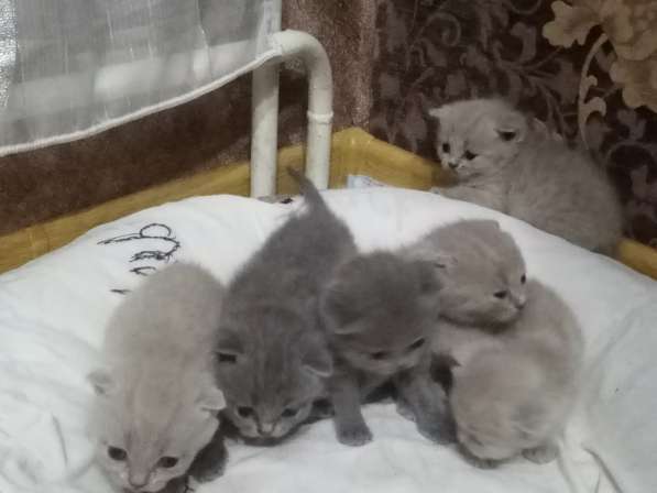 Продам вислоухий котят в Омске