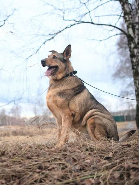 Большой добрый Борман ищет семью в Москве фото 16
