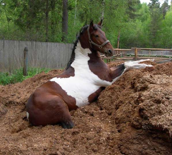 Перегной. Навоз