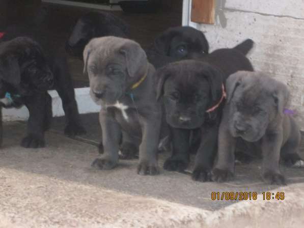 Малыши Корсики 3 мес в Москве фото 5