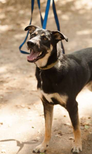 Молодой и нежный Блэк ищет семью в Москве фото 10