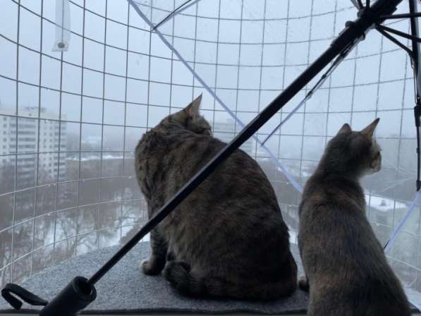 Балкон кошек на окно "Васька" Katfreedom в Москве фото 8