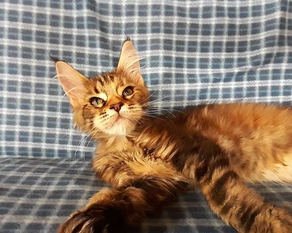 Рыжики из питомника в Екатеринбурге фото 64