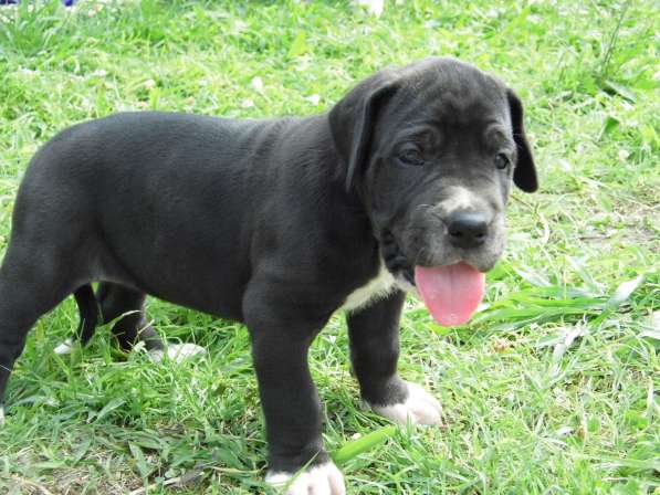 Немецкий дог в Нальчике фото 8