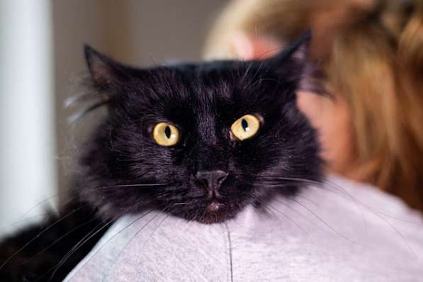Ваша домашняя драгоценность, молодой черный котик Агат в дар