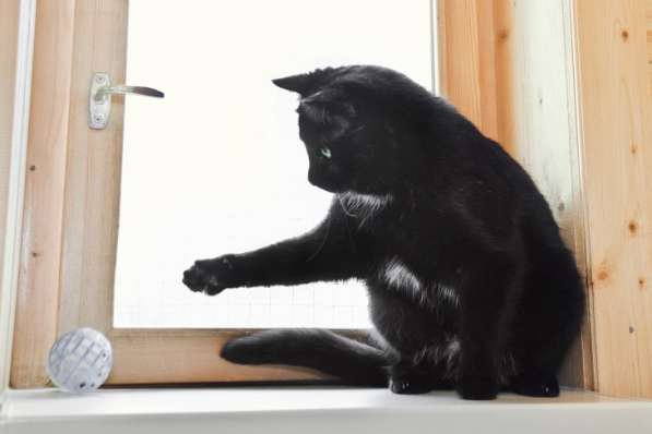 Ласковый кот Сириус ищет дом в Москве фото 5