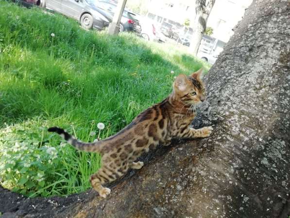 Бенгальский котенок, бенгальская кошка, бенгалочка в фото 7