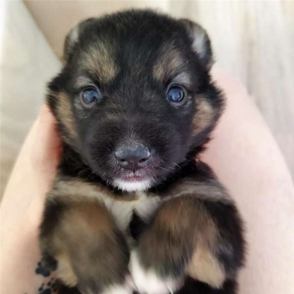 Москва, МО. Чудесные малыши ищут дом в Москве