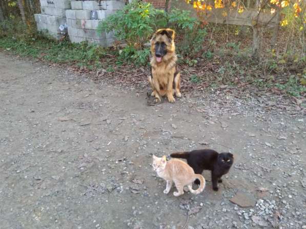 Дрессировка собак в Тимашевске фото 4
