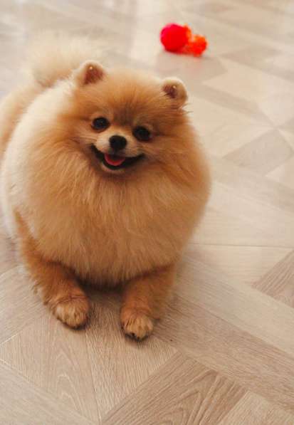 Spitz pomeranian