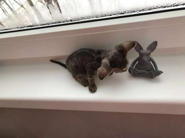 Элитный Девон-Рекс. Кудрявый лесной в Санкт-Петербурге фото 43