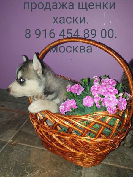 Голубоглазые щенки хаски в Москве фото 6