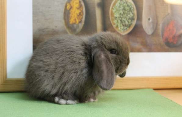 Вислоухий декоративный кролик в Ессентуках фото 3