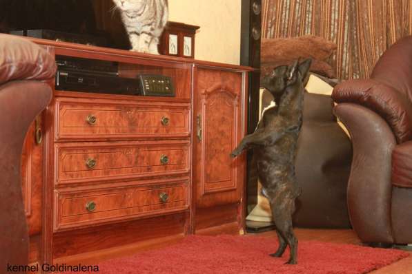 Французский бульдог тигровый мальчик в Москве фото 7