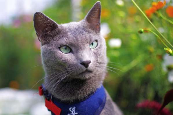 Loki Sheer Love русский голубой котик от Чемпиона Мира WCF в Краснодаре фото 7