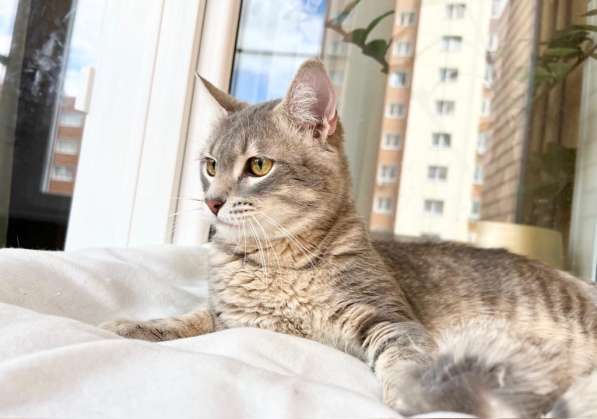 Сноу - молодой котик ищет дом, в добрые руки в Москве фото 8