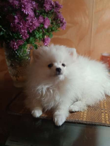 Продается белоснежный щенок померанский шпиц в фото 5