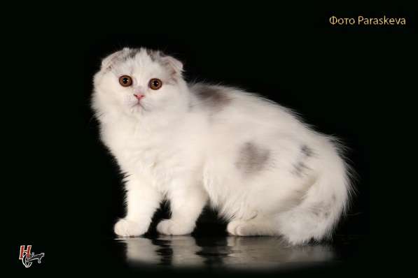 Докторица в Санкт-Петербурге фото 4