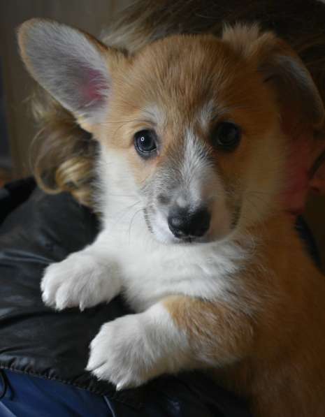 Корги пемброк, яркая девочка в Москве фото 8