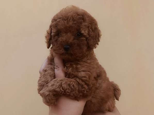 Той пудель. Red brown в 