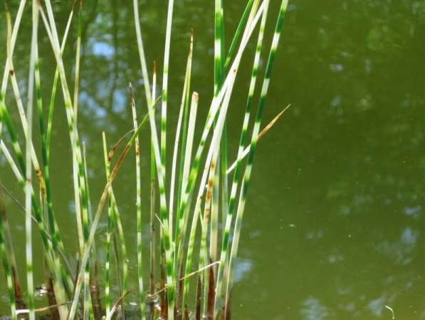 Кувшинки и другие водные растения в Севастополе фото 12