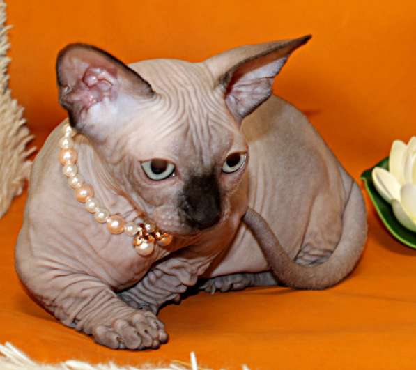 Девочка шоколадная бамбино в фото 9