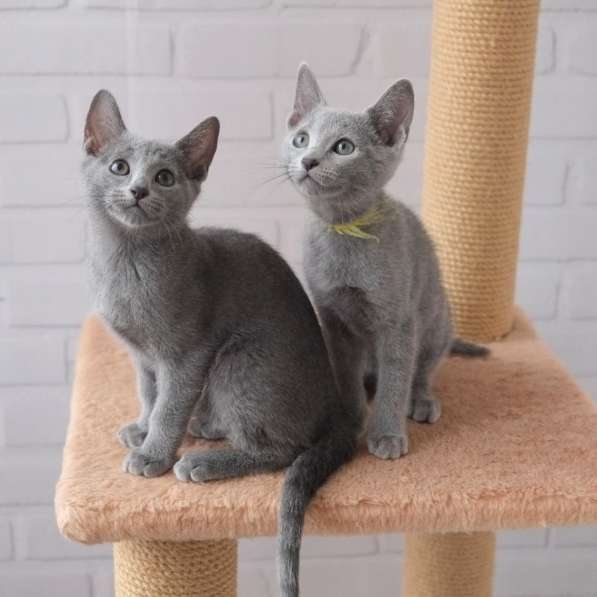 Котята Русская голубая в Тюмени фото 18