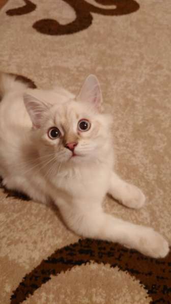 Продам кота, котенка Хайленд-страйт длинношерстный шотландец в фото 3