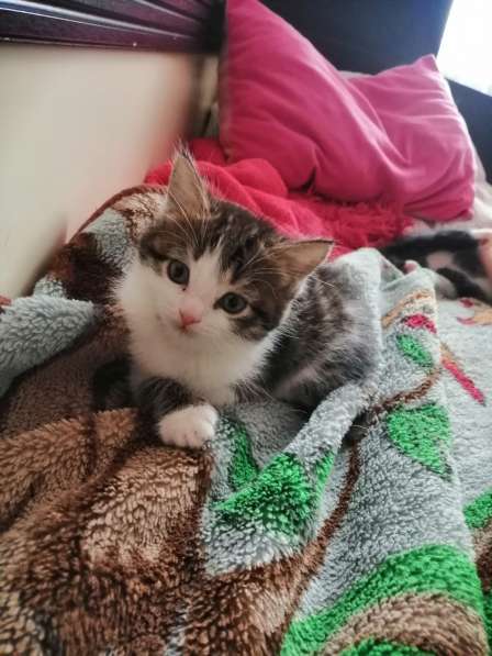 Котята в Новосибирске фото 3