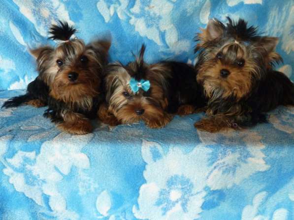 Элитные собачки в Балаково фото 13