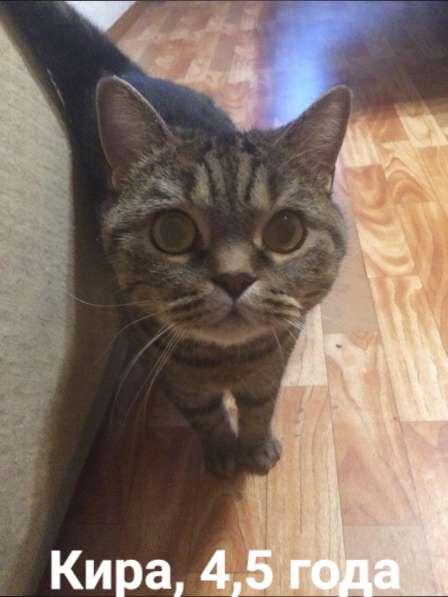 Кошка ищет дом в Томске