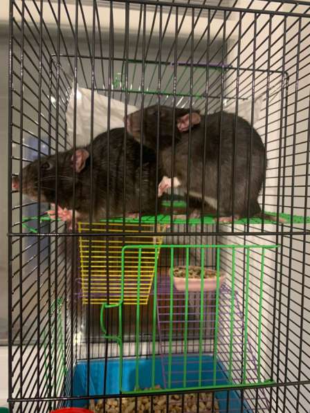 Крысы Дамбо с клеткой в Омске