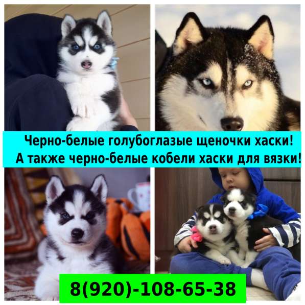 Черно-белые голубоглазые щеночки хаски