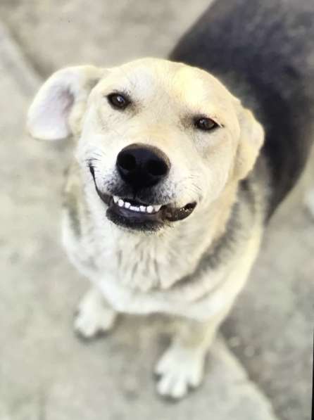 Собака улыбака Лучик ищет дом и любящую семью в Москве фото 5