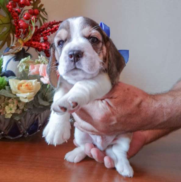 Продаются щенки бигля в Волгограде фото 15