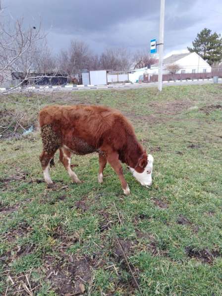 Коровы и быки в Анапе